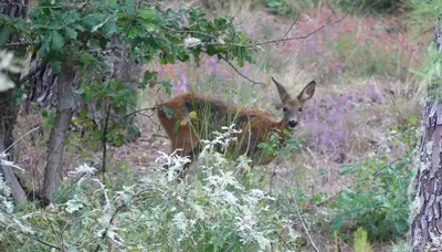 Animaux dans le chalet ou à proximité