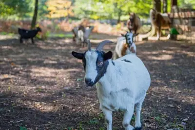 Animaux dans le chalet ou à proximité
