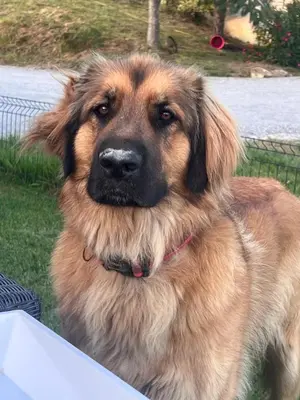 Animal ou animaux domestique(s) séjournant avec des clients dans l'établissement Gîte 4/6 personnes La mélodie du bonheur
