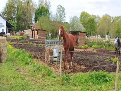 Animaux dans l'appartement ou à proximité