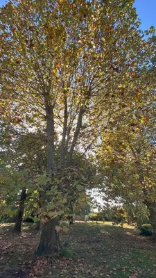 Jardin de l'établissement Domaine Au Bon