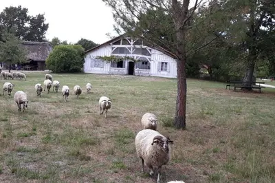 Animaux dans la maison de vacances ou à proximité