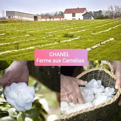 Plan de l'établissement Location maison avec piscine pour 6 personnes