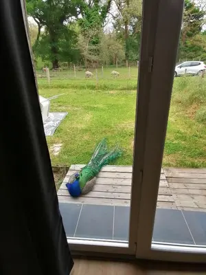 Jardin de l'établissement Gite avec vue foret - piscine partagée