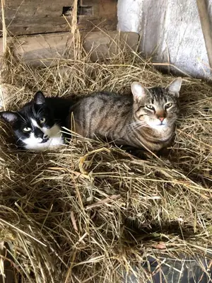 Animal ou animaux domestique(s) séjournant avec des clients dans l'établissement Gîte 2 à 5 personnes au coeur de la Nature
