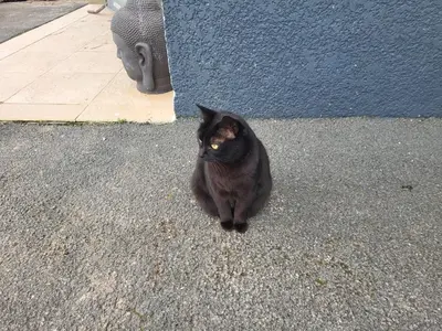 Animal ou animaux domestique(s) séjournant avec des clients dans l'établissement Appartement Domaine du Bost