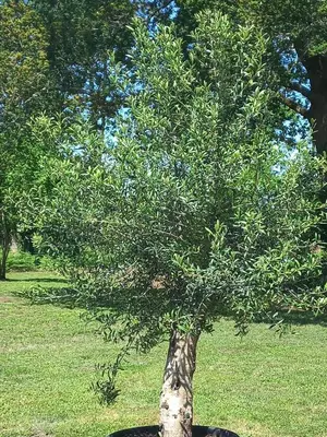 Jardin de l'établissement Maison charmante à Mimizan avec vue sur jardin et terrasses