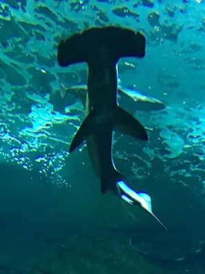 Plan de l'établissement Villa landaise de charme avec piscine chauffée