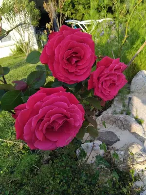 Jardin de l'établissement Villas Paradis
