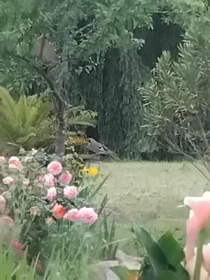 Jardin de l'établissement Villas Paradis