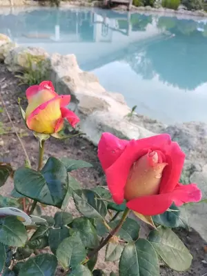 Jardin de l'établissement Villas Paradis
