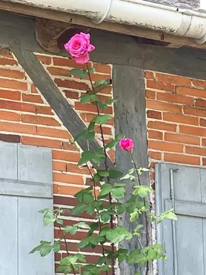 Plan de l'établissement Maison Magnolia
