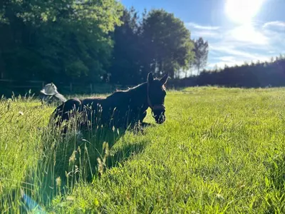 Animal ou animaux domestique(s) séjournant avec des clients dans l'établissement Maison dans les bois