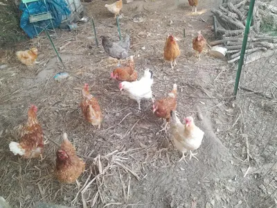 Animaux dans le camping ou à proximité