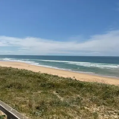 Rêves de pins