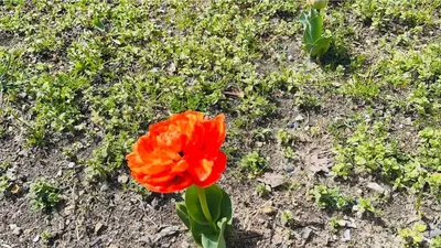 Jardin de l'établissement La Coccinelle
