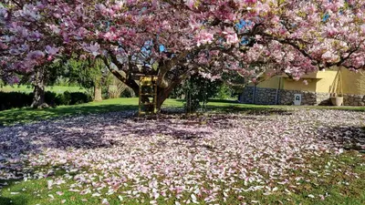 Jardin de l'établissement Villa MIRENSOU
