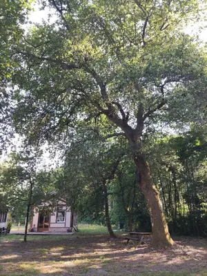 Jardin de l'établissement Chalet atypique