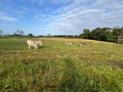 Animaux dans la maison de vacances ou à proximité