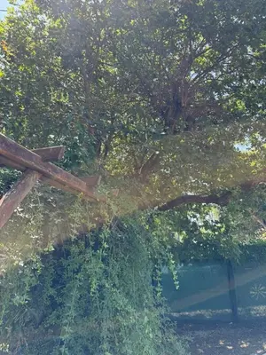 Jardin de l'établissement La Maison de la forêt et son jaccuzy
