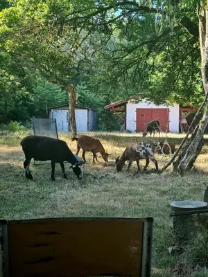 Animaux dans le B&B/chambre d'hôtes ou à proximité
