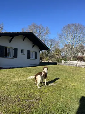 Animal ou animaux domestique(s) séjournant avec des clients dans l'établissement Maison chaleureuse
