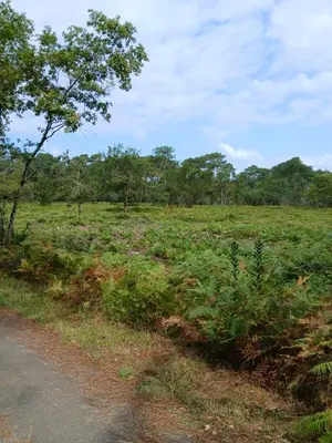 Paysage naturel près de le camping