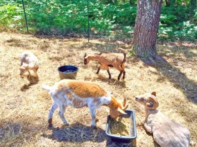 Animaux dans le camping ou à proximité