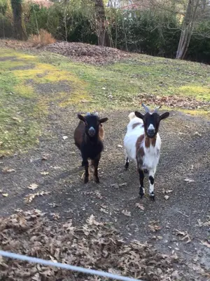 Animaux dans le B&B/chambre d'hôtes ou à proximité