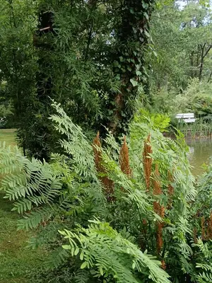Jardin de l'établissement Le Moulin de Saubrigues