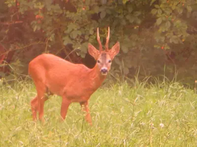 Animaux dans l'appartement ou à proximité
