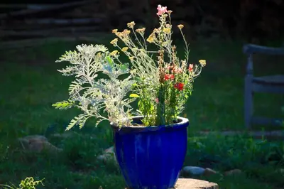 Jardin de l'établissement souslens, Castaignos-Souslens 40