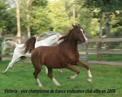 Animaux dans le B&B/chambre d'hôtes ou à proximité