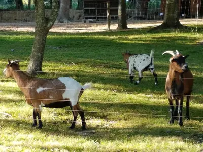Animaux dans la maison de vacances ou à proximité