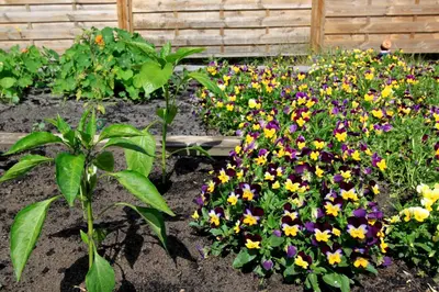 Jardin de l'établissement Au P'tit Creux des Landes