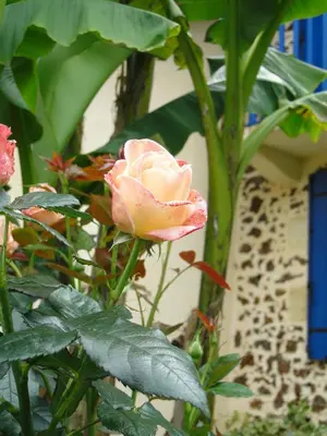 Jardin de l'établissement Chambre d'Hôtes L'Airial