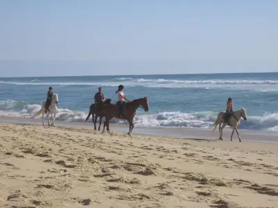 Animaux dans la maison de vacances ou à proximité