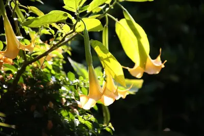 Jardin de l'établissement Chambres 