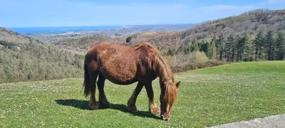 Animaux dans le village vacances ou à proximité