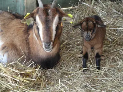 Animaux dans le B&B/chambre d'hôtes ou à proximité