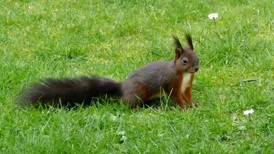 Animaux dans l'hôtel ou à proximité