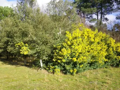 Jardin de l'établissement Maison chaleureuse à Vielle-Saint-Girons