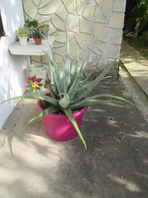 Jardin de l'établissement Gîte Habas