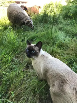 Animal ou animaux domestique(s) séjournant avec des clients dans l'établissement La Fournière de Jean - La Téouleyre