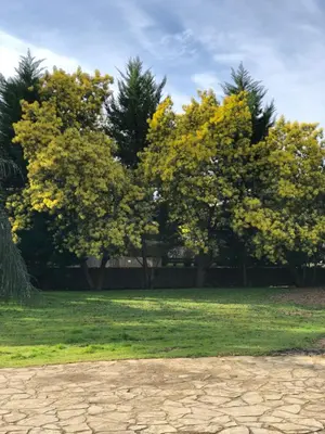 Jardin de l'établissement Le Montmieri