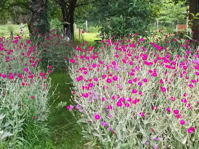 Jardin de l'établissement Chambre d hôte dans un magnifique chalet