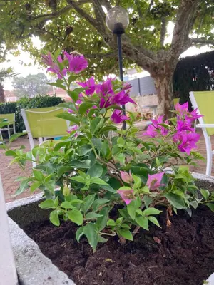 Jardin de l'établissement LE ZANCHETTIN