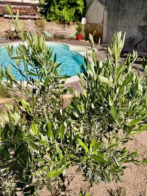 Piscine de l'établissement La Maison Florence ou située à proximité