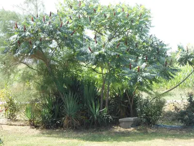 Jardin de l'établissement STUDIO L'HORIZON
