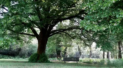 Jardin de l'établissement Entre Chênes et Pins - Gîte de groupe 3 étoiles